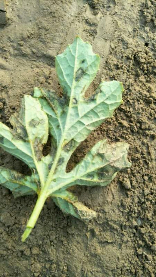 191app 西瓜蔓枯病  西瓜蔓枯病该病主要为害西瓜的茎,叶,果实,以叶片