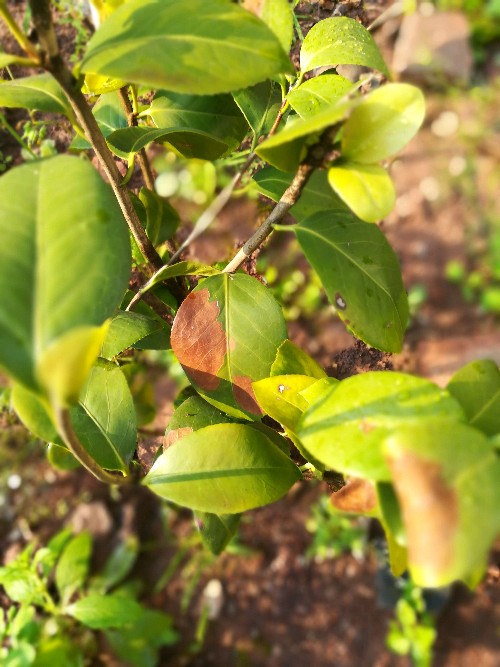 茶花病蟲害